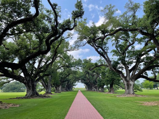 oak_alley_plantation